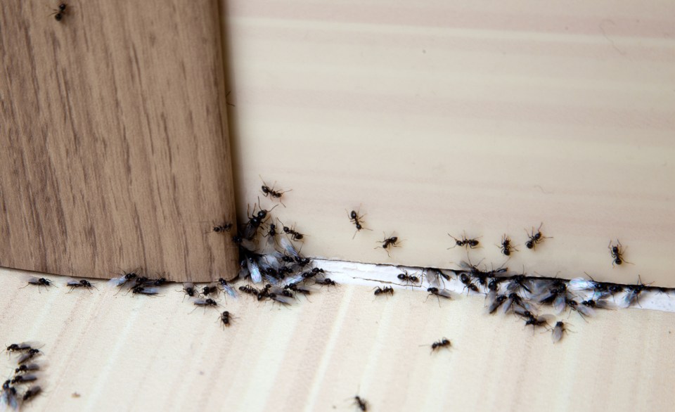 Nobody wants an ant infestation during the summer months