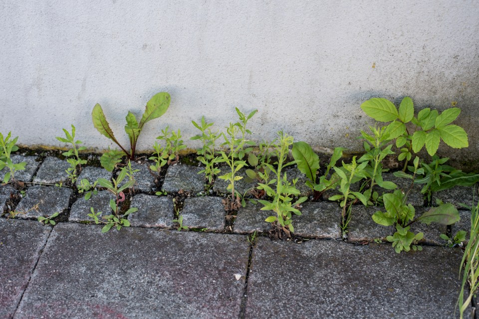 If you struggle with weeds coming up between your paving slabs, the homemade weedkiller will work a treat