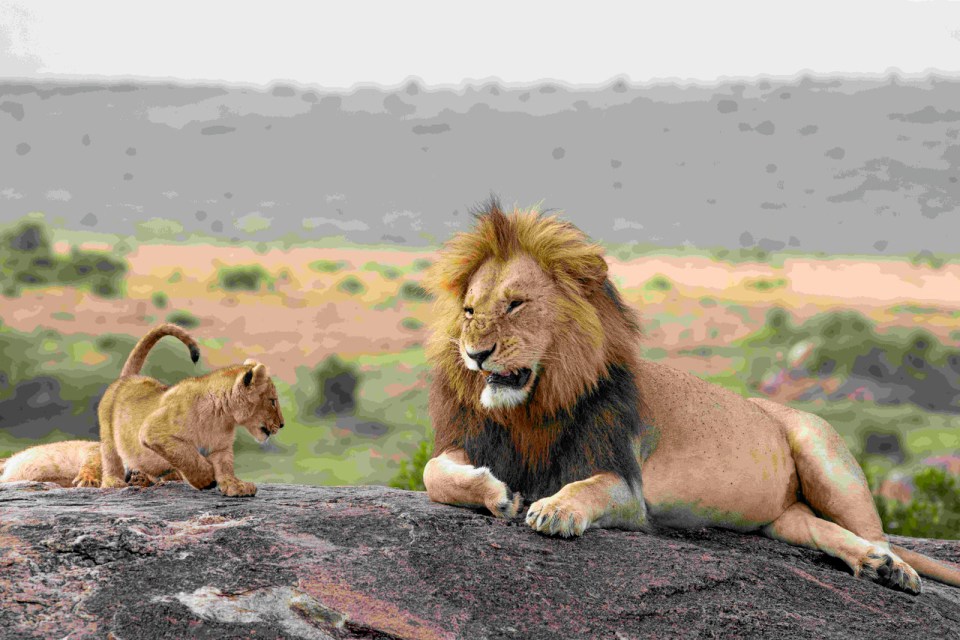 This exhausted lion did not look too happy to have his sleep interrupted by the cub