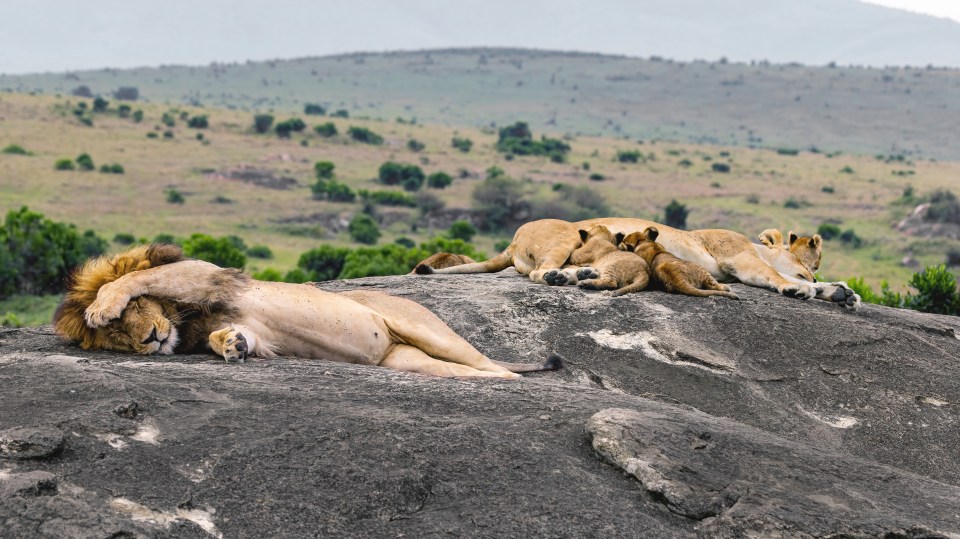 He got his rest in the end when the cubs went to feed with the lioness