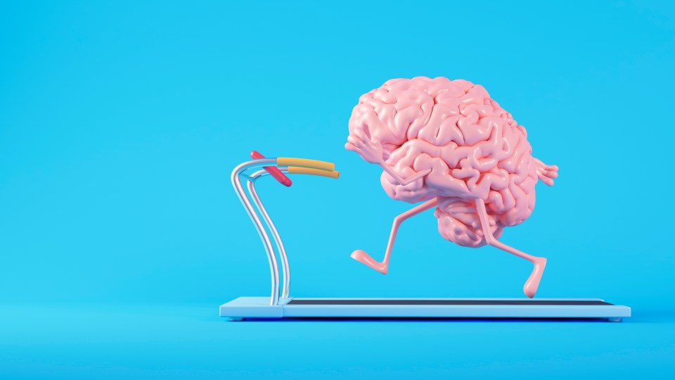 Brains need exercise to stay sharp, active and able to adapt