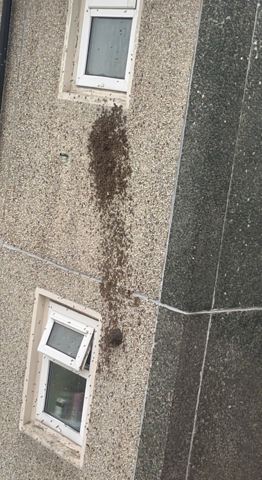 The bees live in wall cavities where their buzzing keeps residents awake