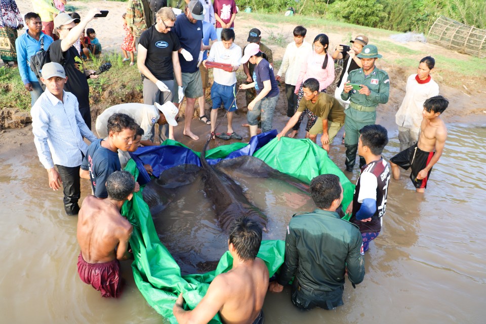 This was the largest and heaviest ever recorded freshwater fish