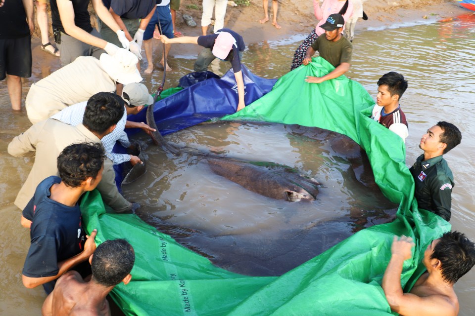 It took half a dozen people to haul the stingray back into the Mekong River