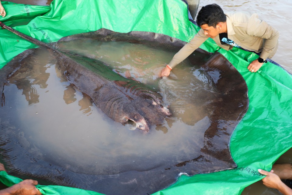 It was hauled by a local fisherman, who called for scientists' help