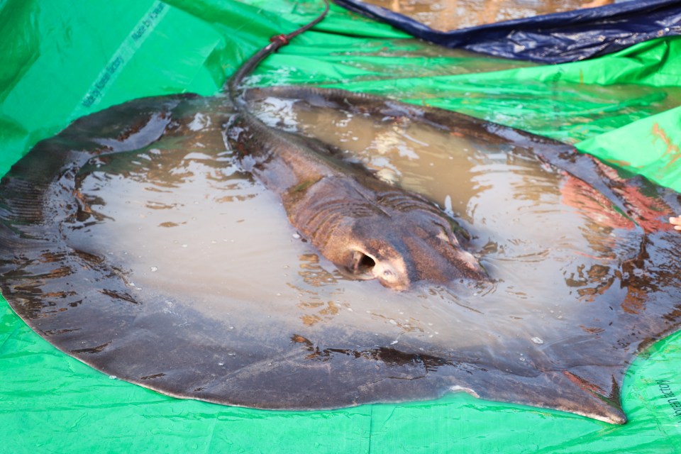 Sadly, stingrays have suffered from a loss of habitat and overfishing