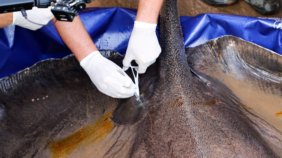 The stingray was filled with a tracking device