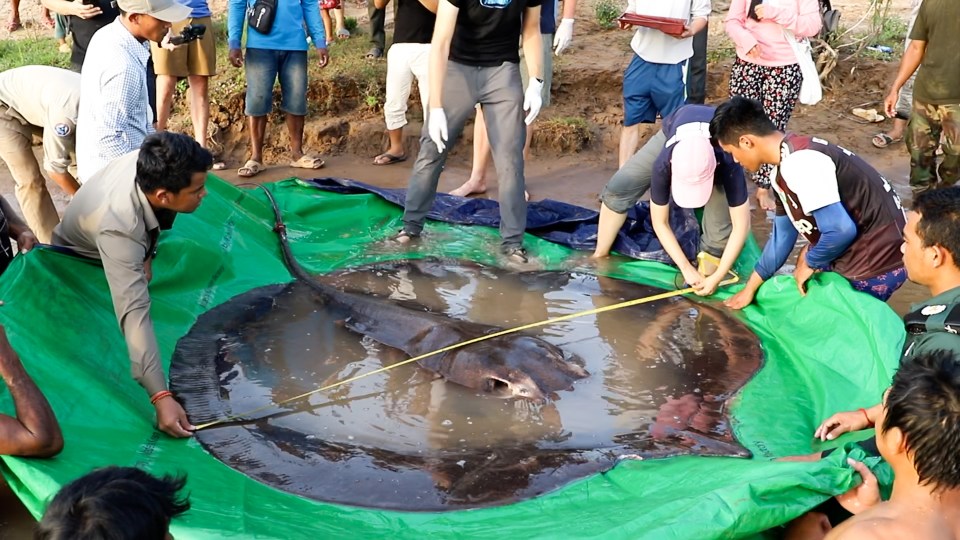 The stingray measures a whopping 13ft-long