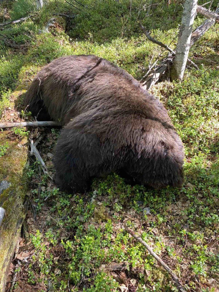 The brown bear's carcass was found meters from the body of the slain hunter