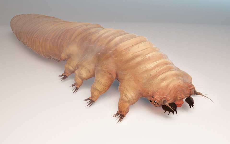 Scientists have sequenced the genome of the Demodex folliculorum, also known as the skin mite, for the first time