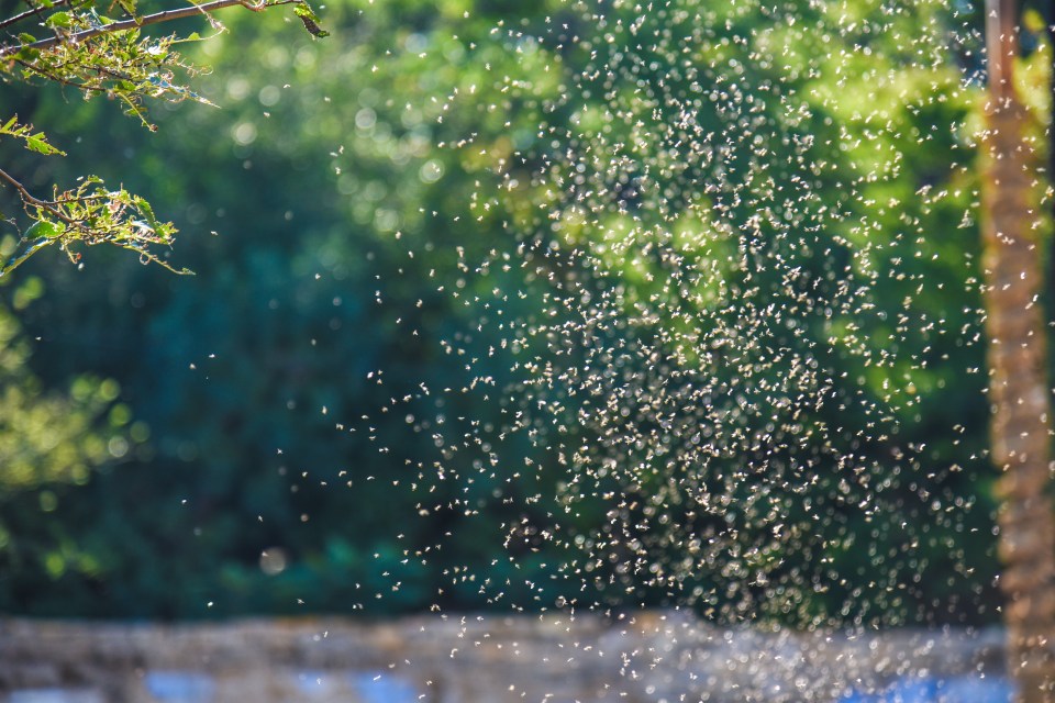 The heat and torrential rain have made conditions ideal for insects such as mosquitos to breed