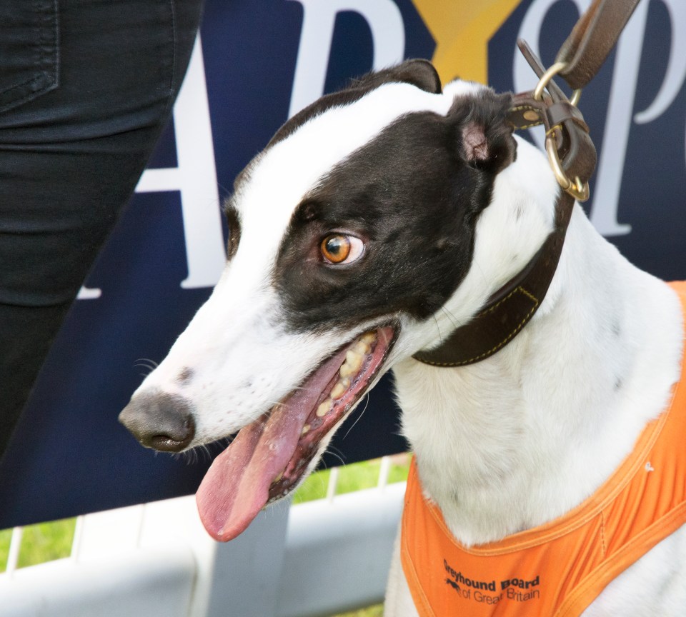 Greyhound Mickys Barrett could win 67 pals a share of a £175,000 jackpot