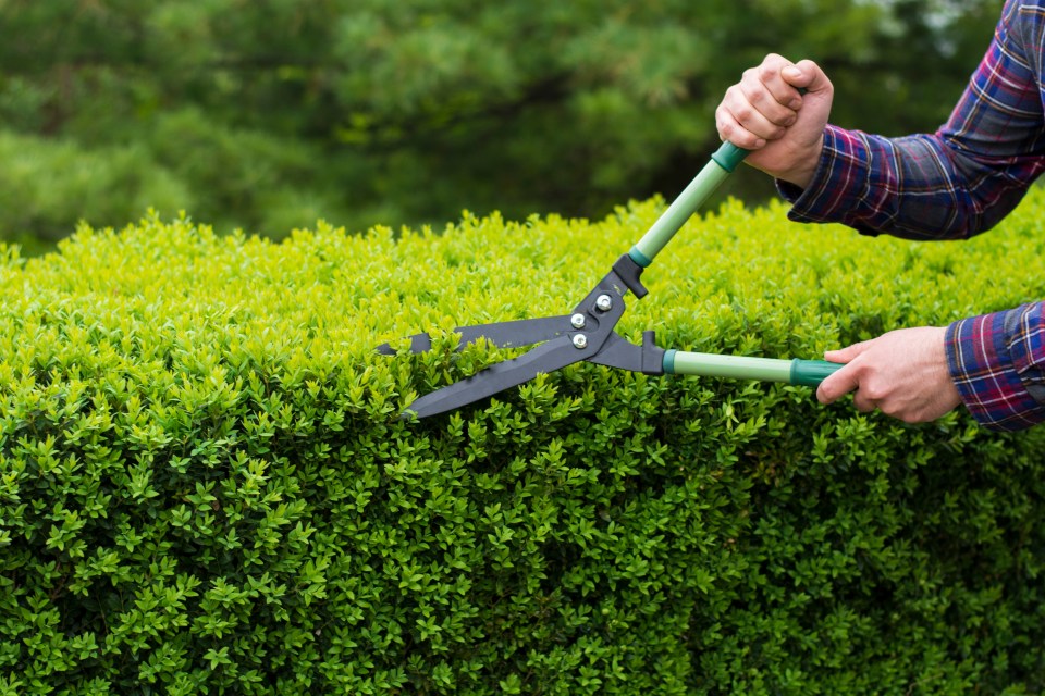 A woman explained how her neighbour was left fuming and claimed she'd destroyed the ivy that she'd spent 20 years growing. Pictured, stock image