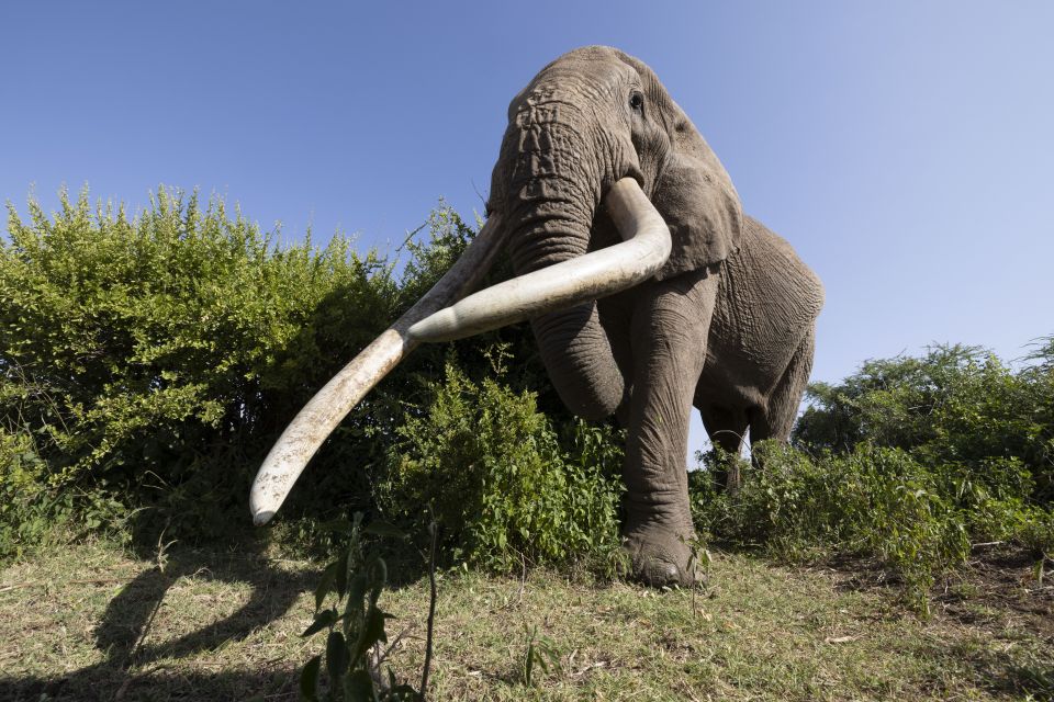 The heaviest tusks on record weigh 465lb and were from a bull shot in Kenya in 1897