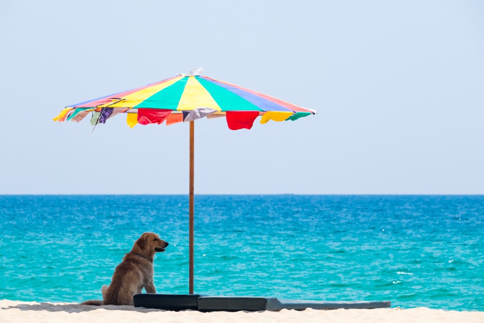 Keeping your pet happy on holiday can be pricey