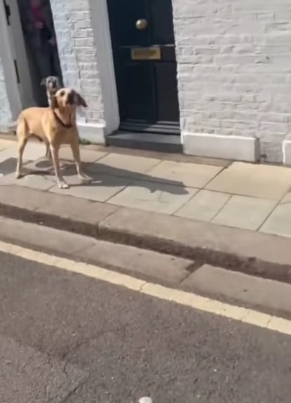 A local dog was less than keen on hearing the tune