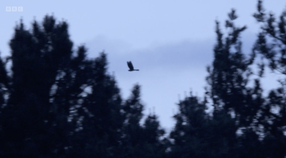 The presenter was over the moon when he spotted a Nightjar