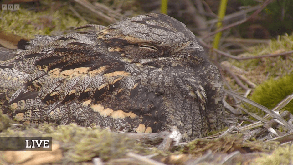 Chris was also very excited to show off their live Nightjar nest cam