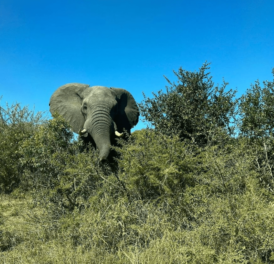 Havertz posted images from the Kruger National Park of animals including elephants