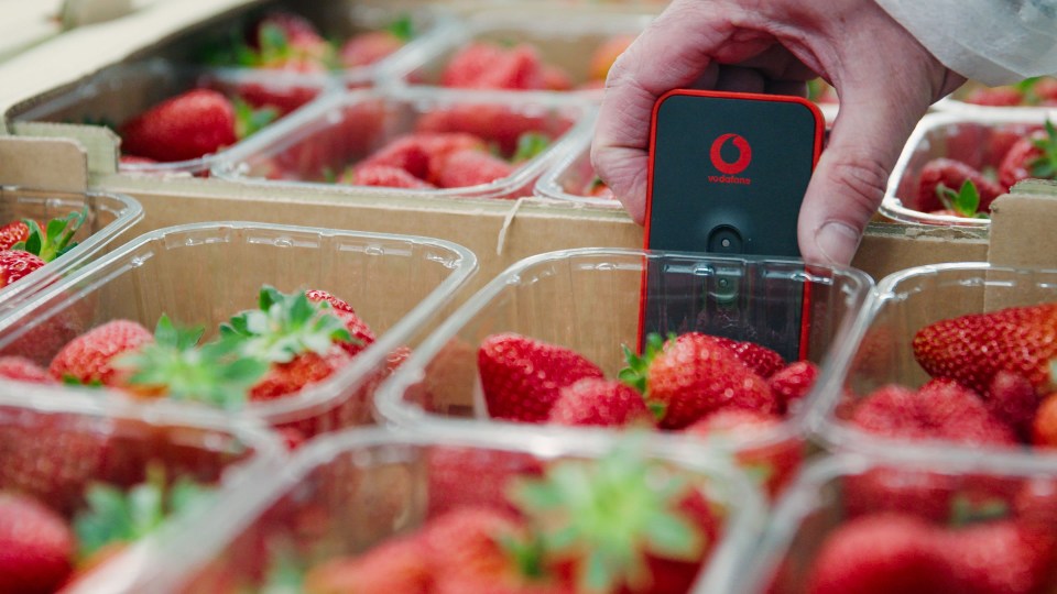 It is the first time the high tech kit has been used to ensure the strawberries arrive in perfect condition