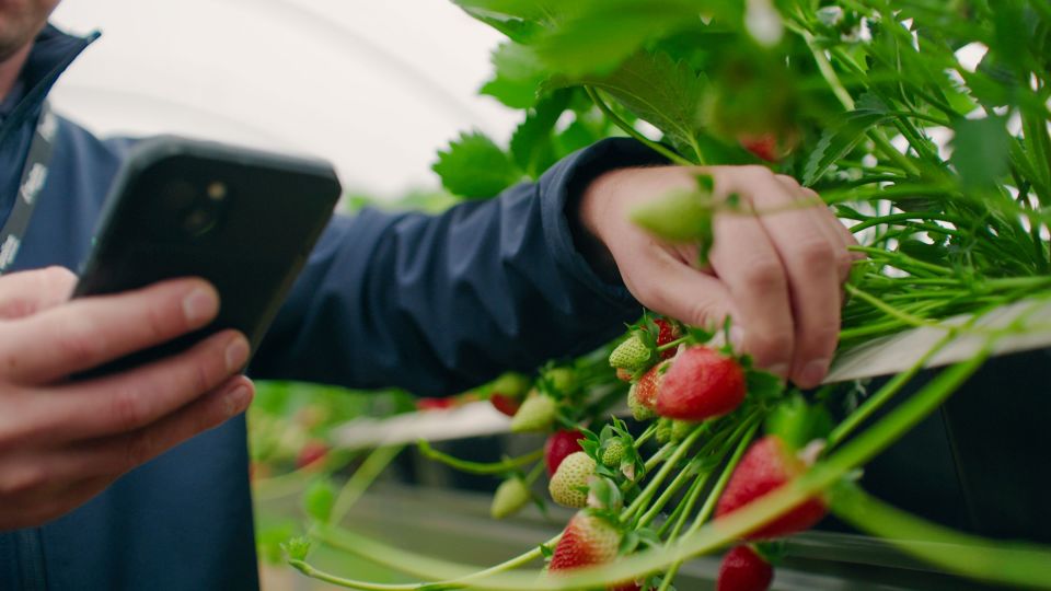 Sensors will tell the farmers how to make the growing conditions exactly right for the summertime favourite