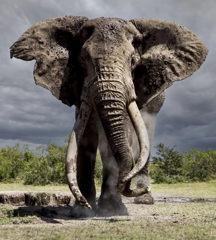 Elephant Craig has giant tusks each weighing 100lb