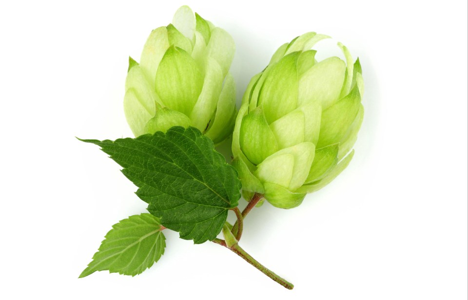 The hops plant has been found to produce a compound that scientists at Oregon State University say can 'thwart' liver and colon cancer cells