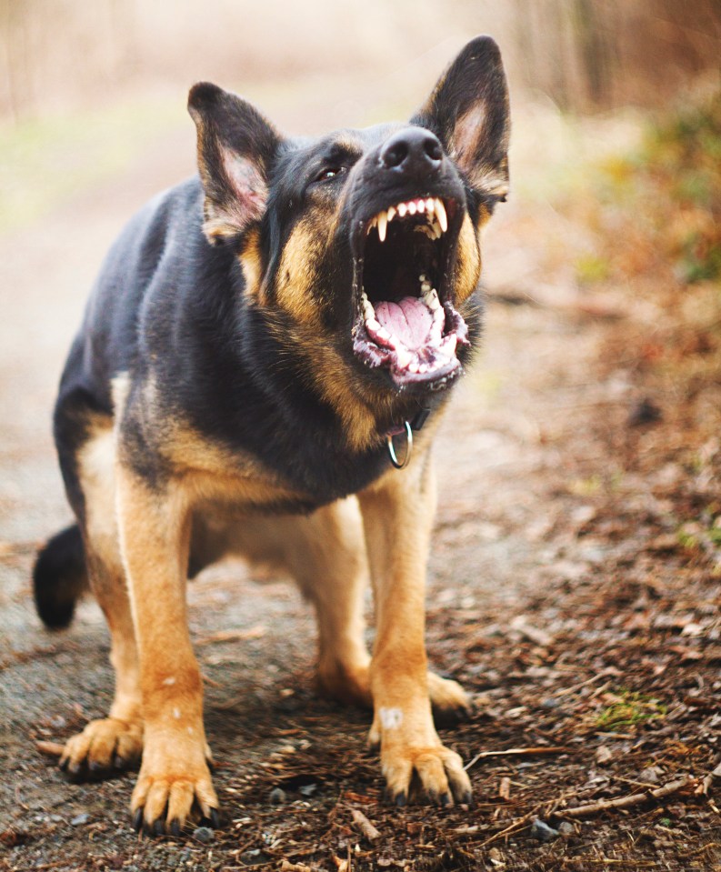 Elite Protection Dogs says: 'All our puppies come from military and police backgrounds with generations of experience'