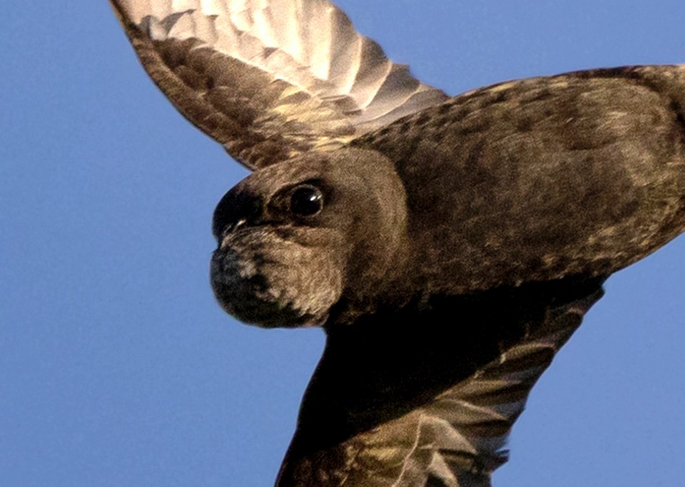 This bird looks like it has the face of a seal