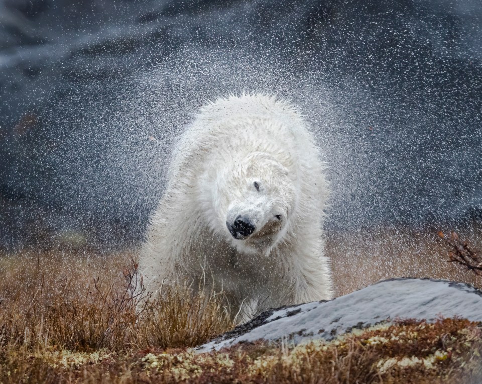 A polar bear shakes itself off after a cool dip