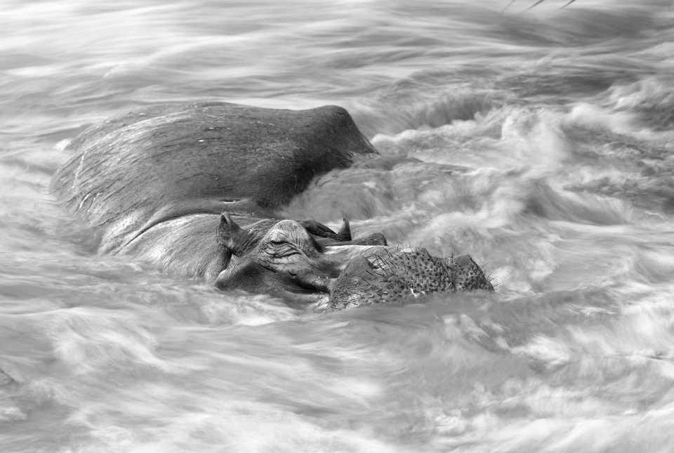 A happy-looking hippo in swirling water