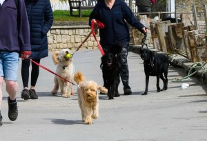  Walkies can be dangerous in hot weather