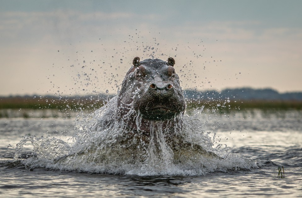 A menacing hippo grimaces above water on the Chobe River in central Africa