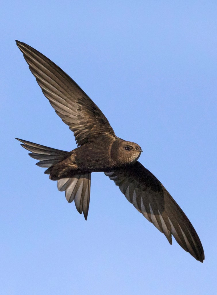 The swift, pictured before catching a mayfly, was seen feasting in a nature reserve