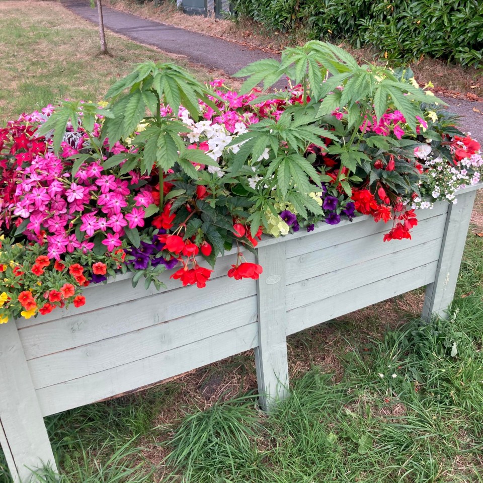 The council created a flower box with a certain plant featuring prominently