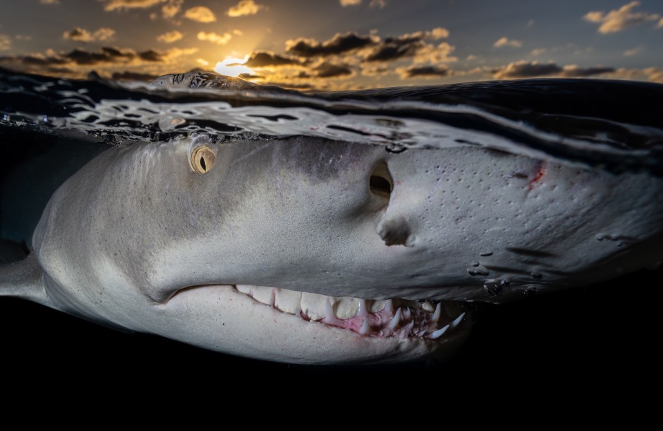 This inquisitive lemon shark bared its teeth in this snap that shows below and above the ocean surface