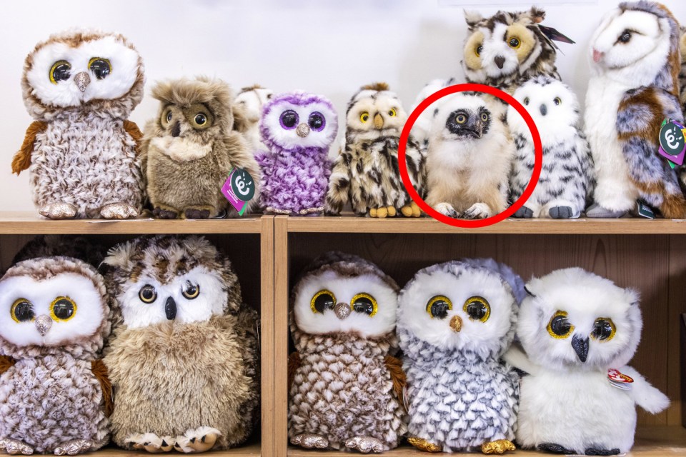 Can you spot the baby Spectacle owl among these stuffed owls?