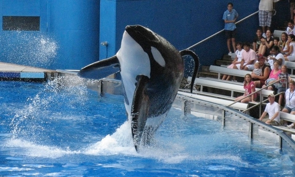 Experts believe Tillikum suffered abuse after spending years in captivity