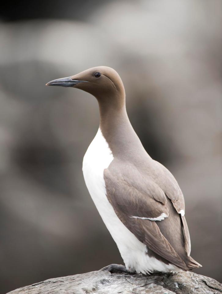 The strain has spread across the country to infect wild birds - including guillemots