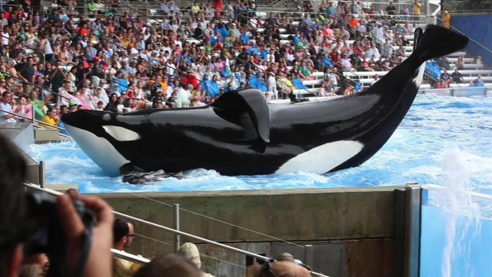 Tilikum was one of the killer whales who attacked the young student