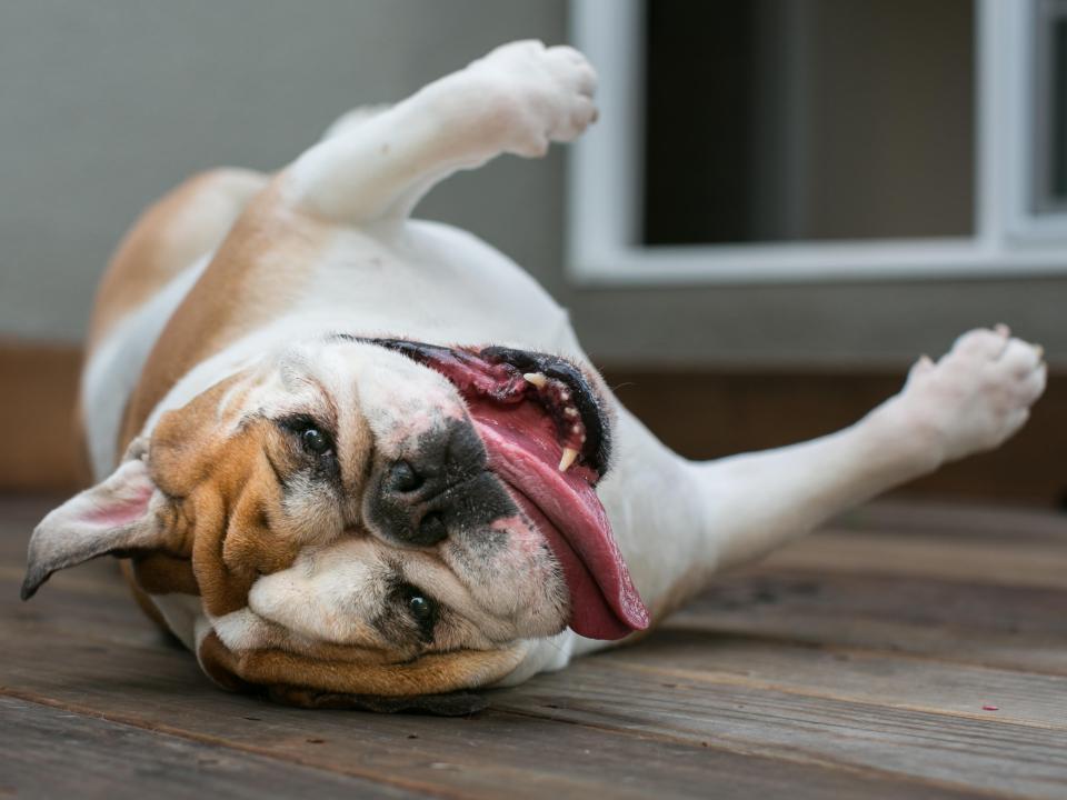 Sean helps with a flatulent bulldog