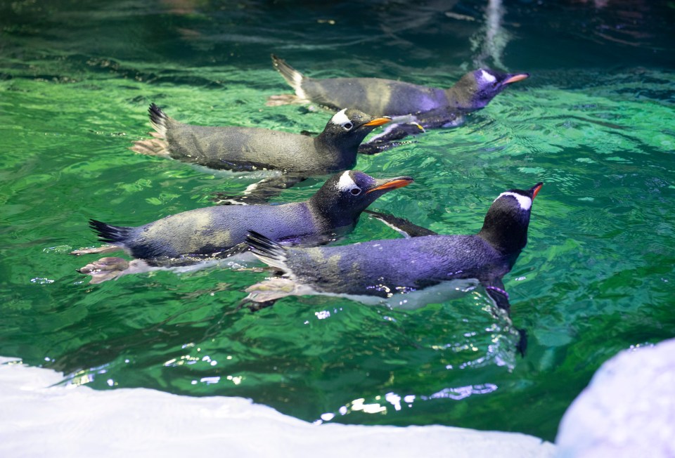 Top dog days currently has two-for-one offers to Sea Life centres in Birmingham and London