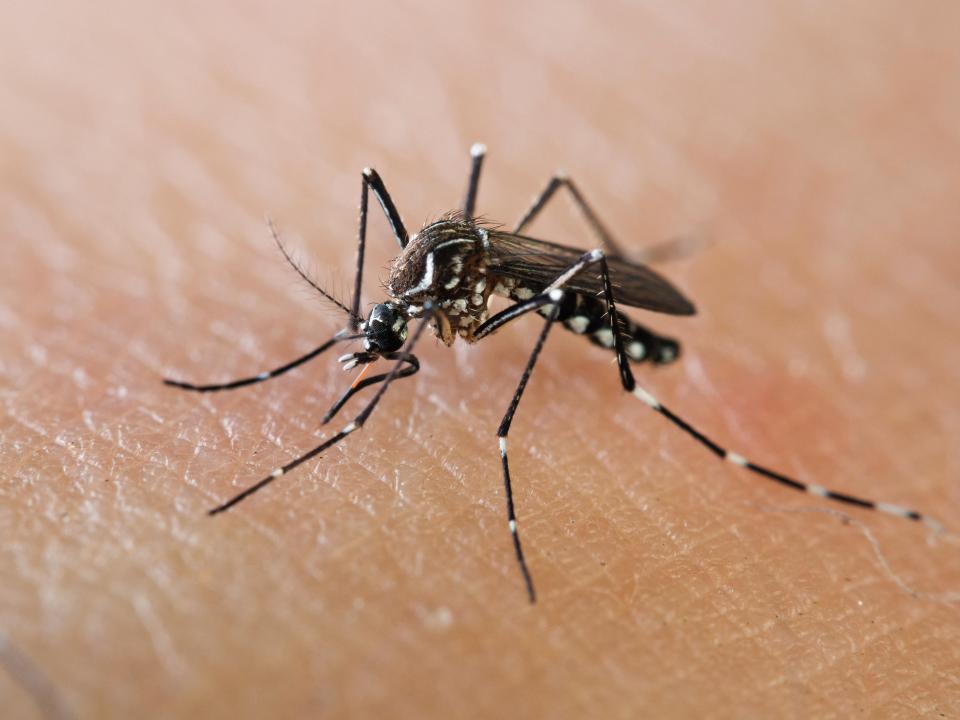 Dengue is spread by Aedes albopictus mosquito, which has established itself in various European regions