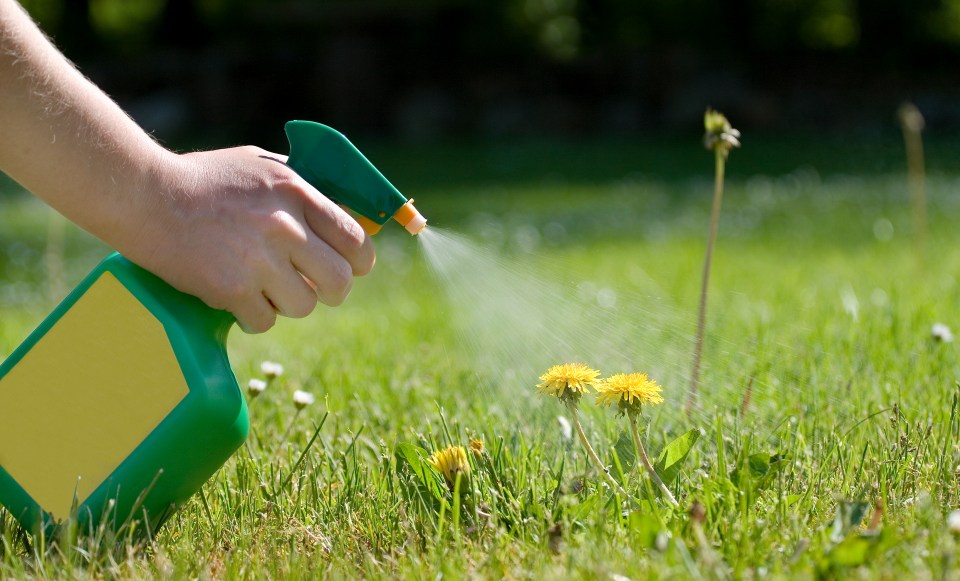 Trying to kill weeds in this heat is a battle you probably won't win