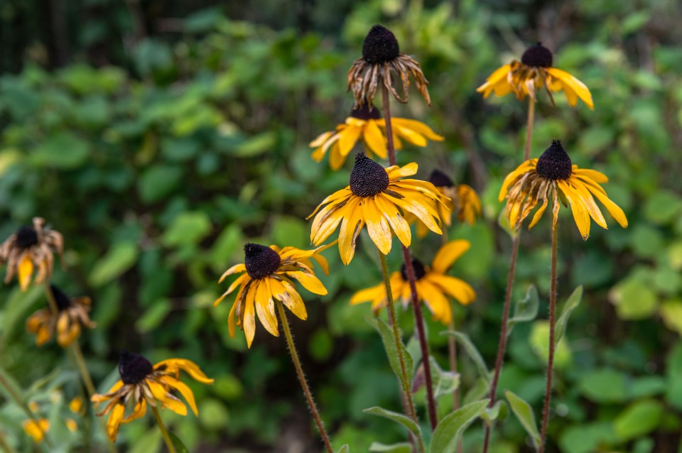 Make sure you make some shade for your plants to stop them drying up