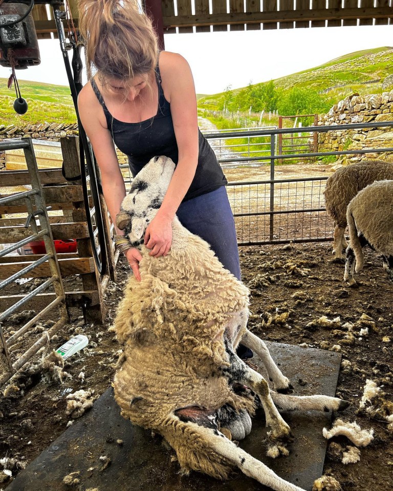 Amanda Owen showed off her sheep shearing skills