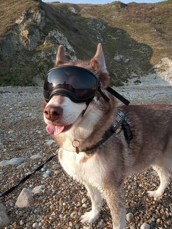 Duke the Husky wears a visor after losing an eye