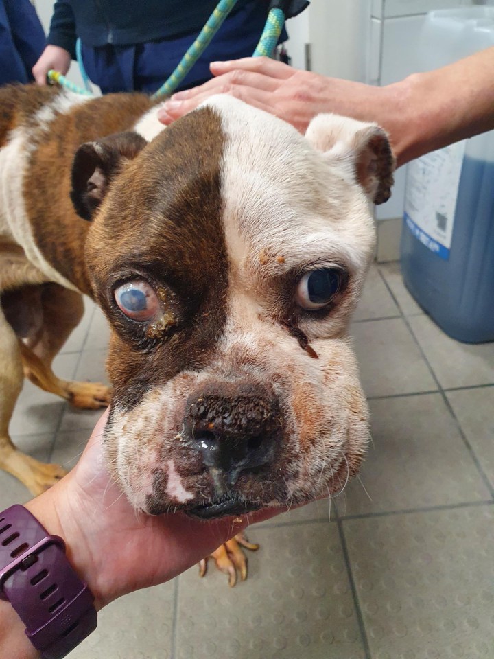 Lacey, a boxer, was found emaciated and very poorly in a filthy house