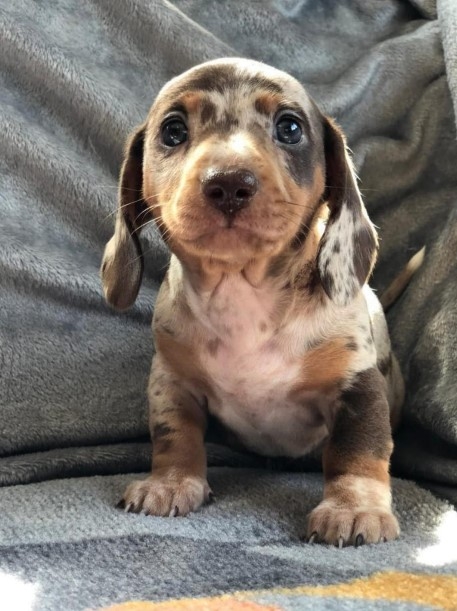 The family purchased a Daschund pup after the five-year-old's death