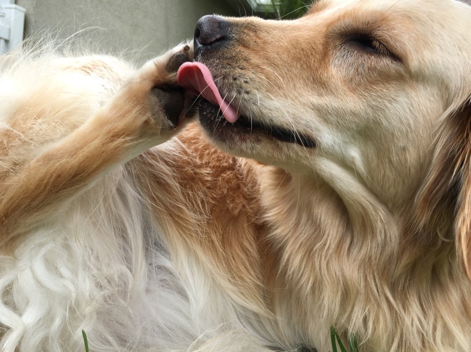 Licking or gnawing on paws can be a sign of paw pad burn